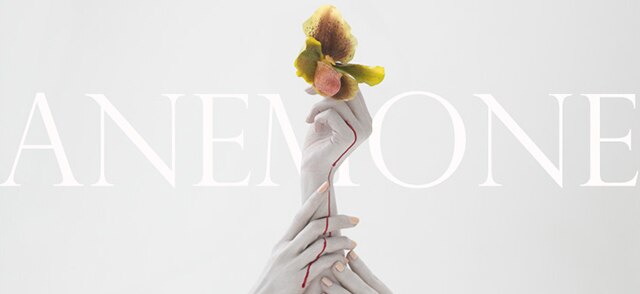 Anemone by Amber Gray